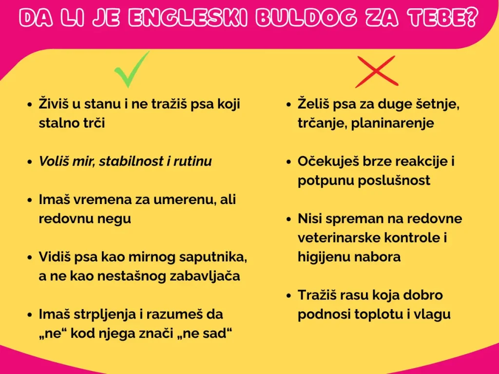 da_li_je_engleski_buldog_za_tebe
