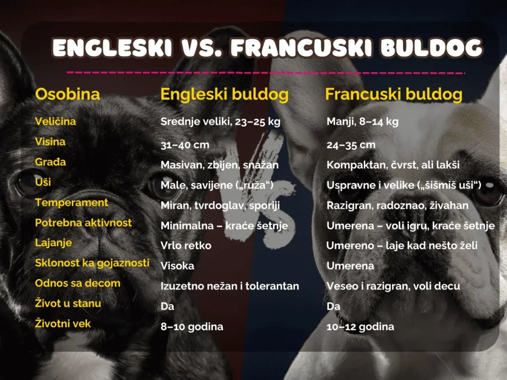 engleski_ili_francuski buldog