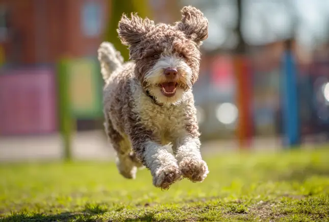 Lagotto Romagnolo