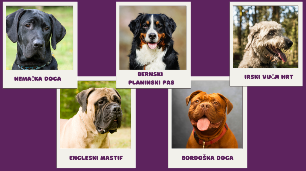 Rase pasa koje žive najkraće